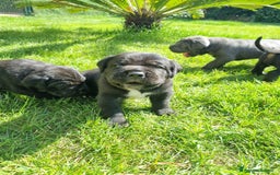 Cane Corso cani in vendita: Cuccioli di cane corso alta genealogia  a Provincia di Verona - Immagine 7