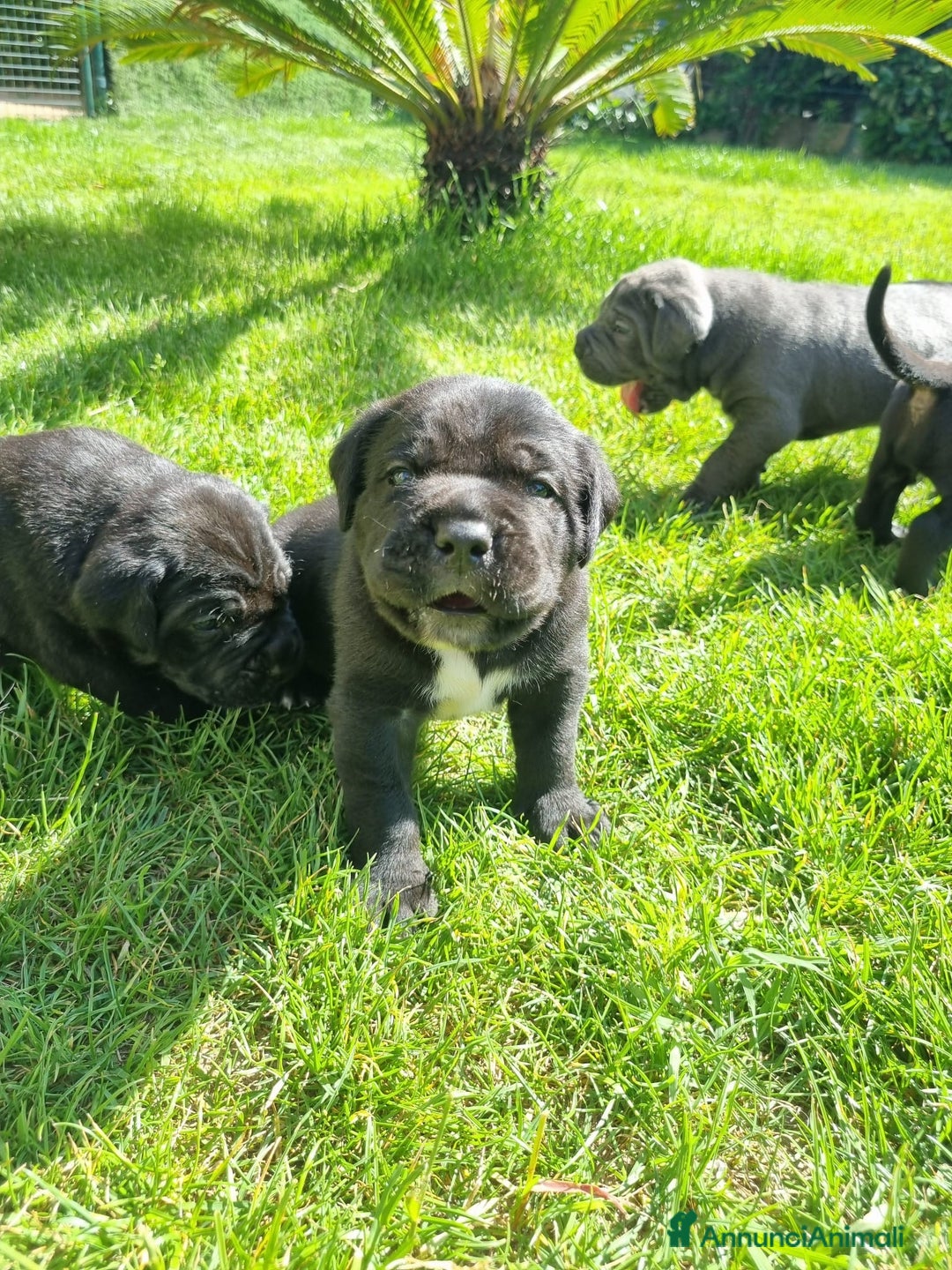 Cane Corso cani in vendita: Cuccioli di cane corso alta genealogia  a Provincia di Verona - Immagine 7