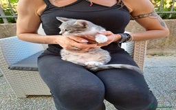 Europeo gatti in regalo: ❤️CI SIAMO ANCHE NOI - Immagine 4