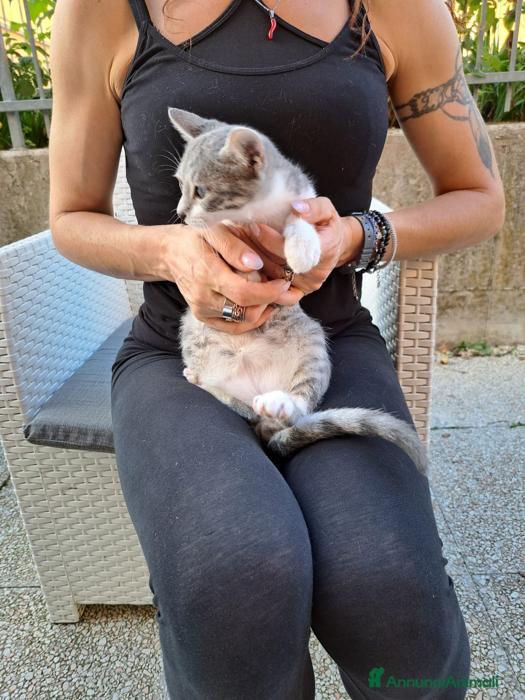 Europeo gatti in regalo: ❤️CI SIAMO ANCHE NOI - Immagine 4