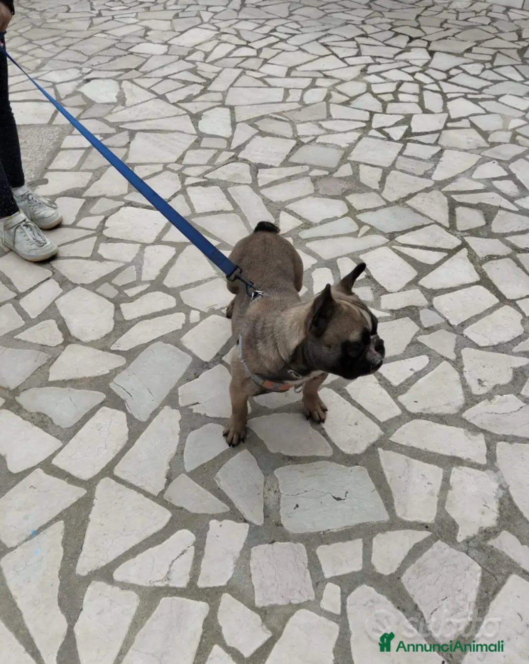 Bulldog Francese cani in vendita: Bulldog francese  - Annuncio 2