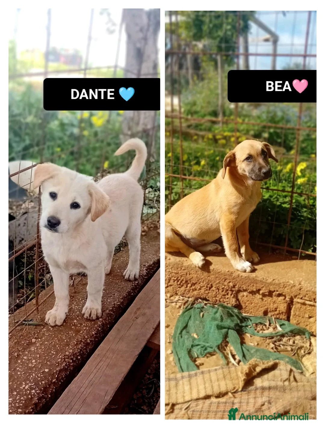 Meticcio cani in regalo: dante e bea - Annuncio 1