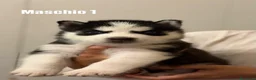 Husky cani in vendita: Cuccioli Husky  - Annuncio 5