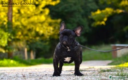 Bulldog Francese cani in vendita: Cucciolo maschio bouledogue francese  - Immagine 5