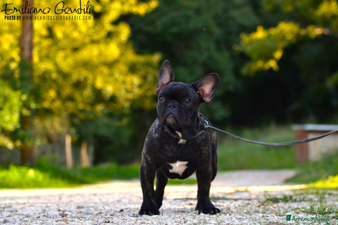 Bulldog Francese cani in vendita: Cucciolo maschio bouledogue francese  - Immagine 5