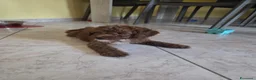 Barboncino cani in vendita: Barboncini Red - Annuncio 10