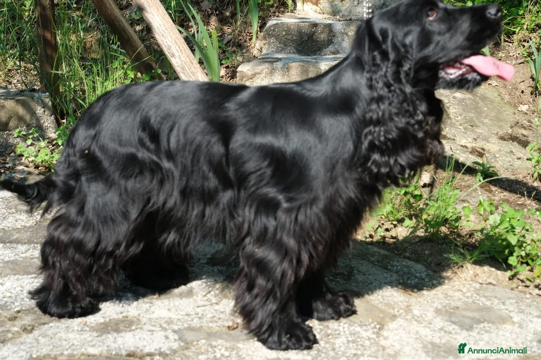 Cocker cani in vendita: Cuccioli di Cocker Spaniel Inglese  - Annuncio 16