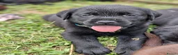 Labrador cani in vendita: cuccioli di labrador disponibili - Annuncio 4