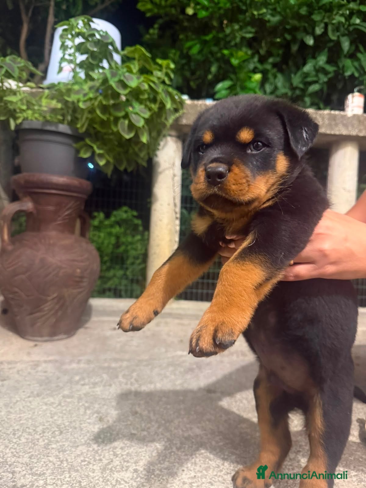 Rottweiler cani Cuccioli rottweiller - Annuncio 6
