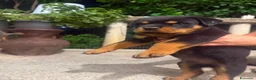 Rottweiler cani in vendita: Cuccioli rottweiller - Annuncio 1