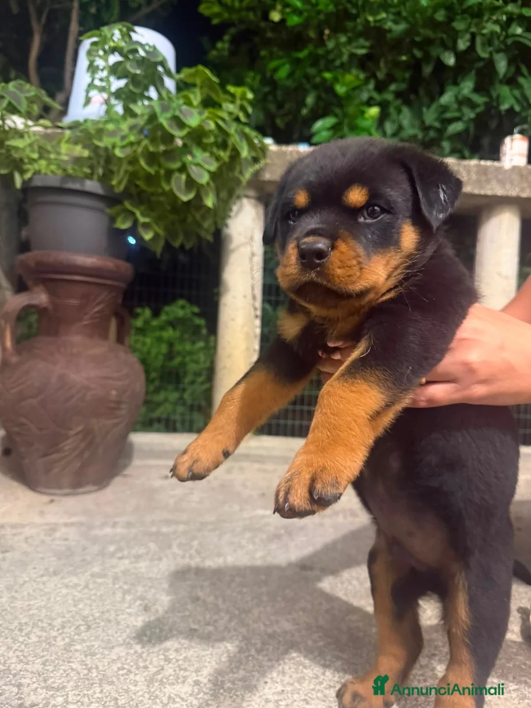 Rottweiler cani in vendita: Cuccioli rottweiller - Annuncio 1
