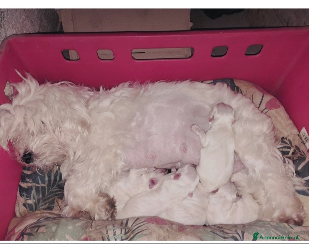 Maltese cani Cuccioli di Maltesi  - Annuncio 2