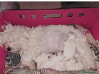 Maltese cani Cuccioli di Maltesi - Annuncio 2