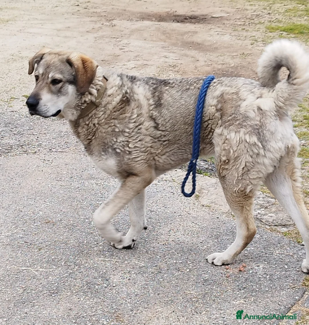 Meticcio cani in regalo: CUCCIOLONE BIAGIO  a Provincia di Varese - Annuncio 2