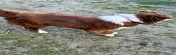 Border Collie cani in vendita: Border collie femmina - Annuncio 3