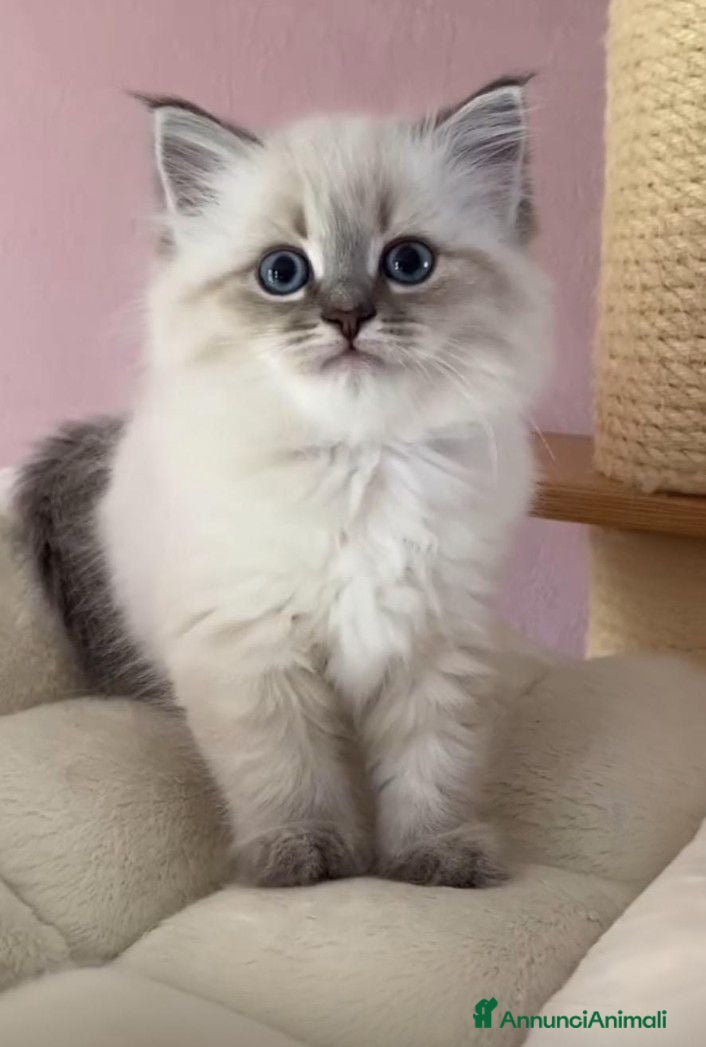 Ragdoll gatti Splendidi cuccioli di ragdoll - Annuncio 1