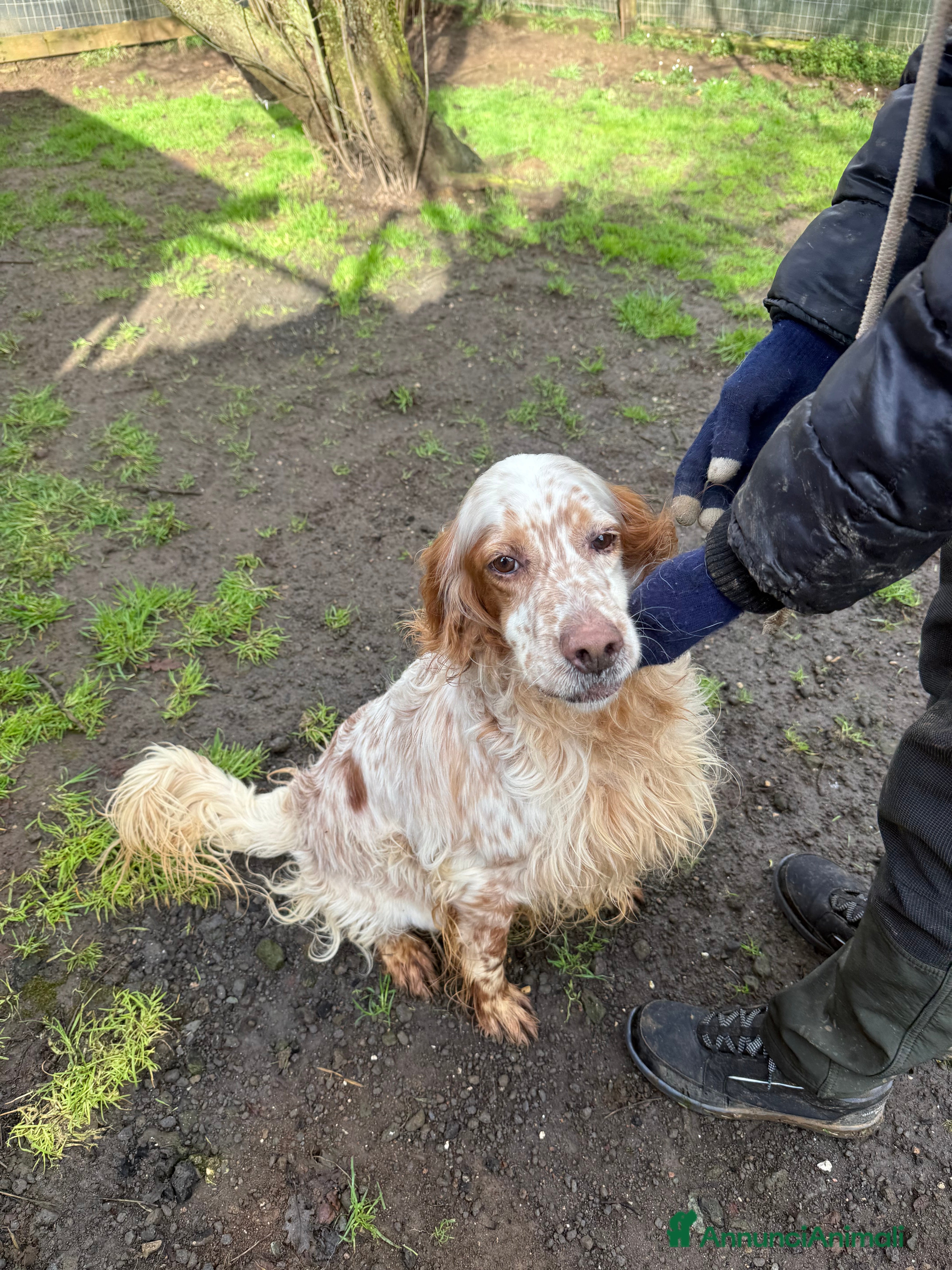 Setter Inglese cani Fracco - Annuncio 2
