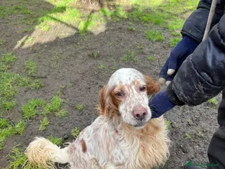 Setter Inglese cani Fracco - Annuncio 2