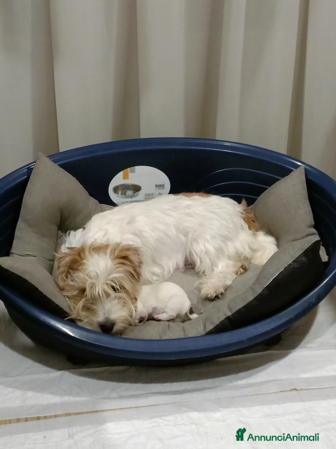 Jack Russell cani in vendita: Jack Russell da esposizione  - Annuncio 2