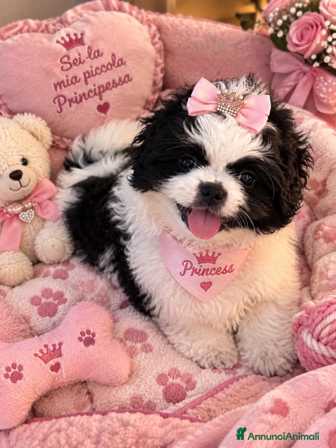 Pechinese cani Cucciola femmina pechinese  - Annuncio 34