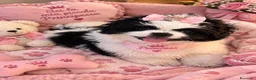 Pechinese cani in vendita: Cucciola femmina pechinese  - Annuncio 1