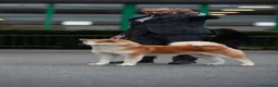 Akita Inu cani in vendita: Cucciolo Akita inu (Top Selection) a Città metropolitana di Roma Capitale - Annuncio 20