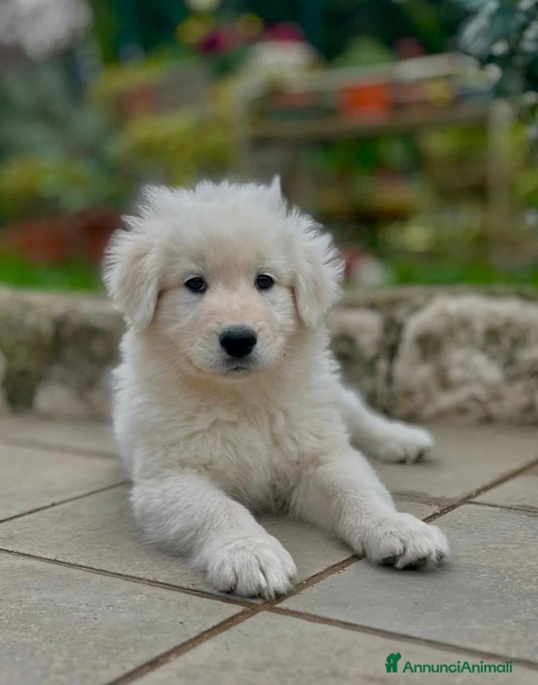 Pastore Maremmano cani in vendita: Cuccioli Pastore Abruzzese Maremmano  - Annuncio 2