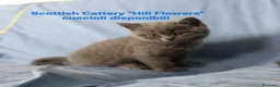 British gatti in vendita: Bellissimi Scottish Straight e Fold - Annuncio 1