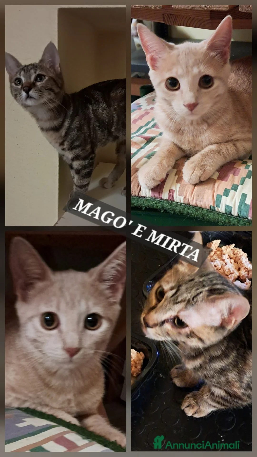 Europeo gatti in regalo: Mirta e Mago': due streghette cercano magia - Annuncio 1