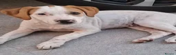 Meticcio cani in regalo: Vaniglia dolce cucciola cerca casa tg media - Annuncio 3