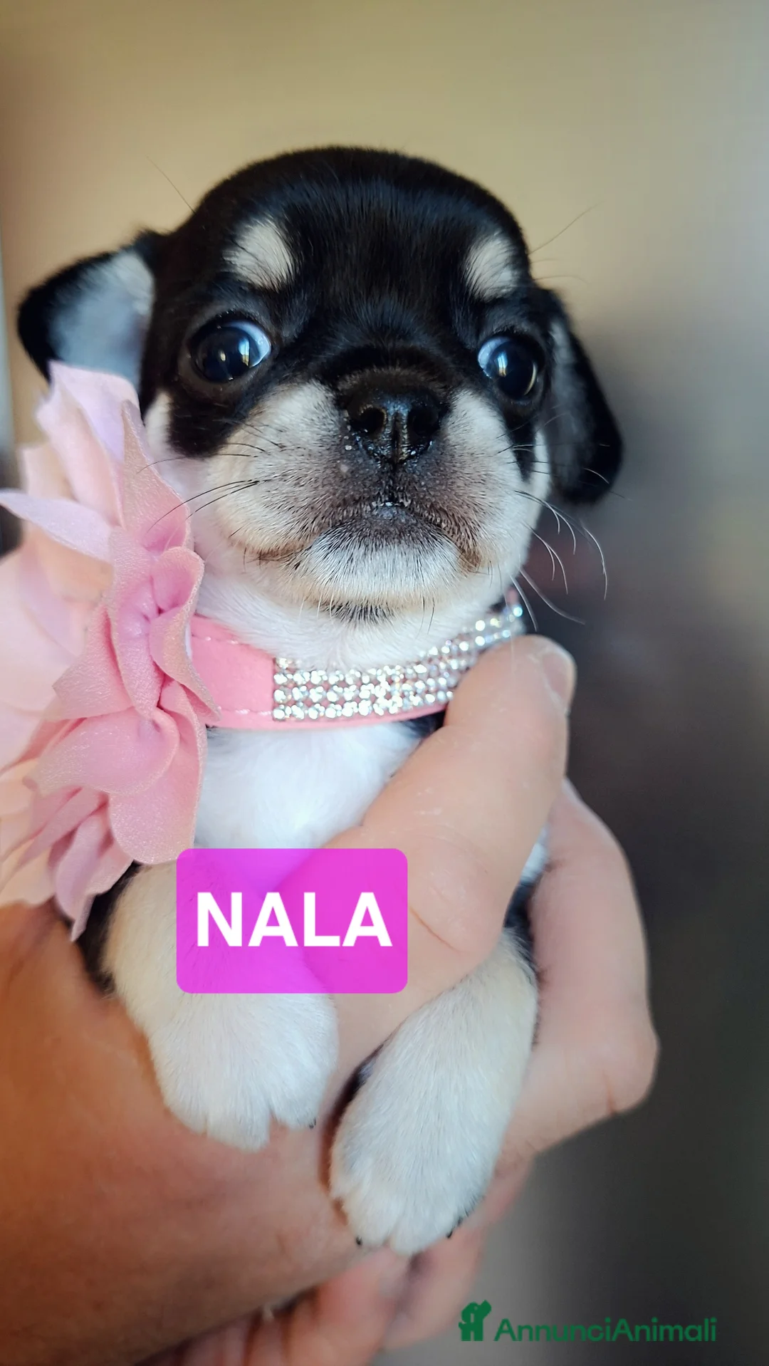 Chihuahua cani in vendita: Femmine chihuahua  - Annuncio 17