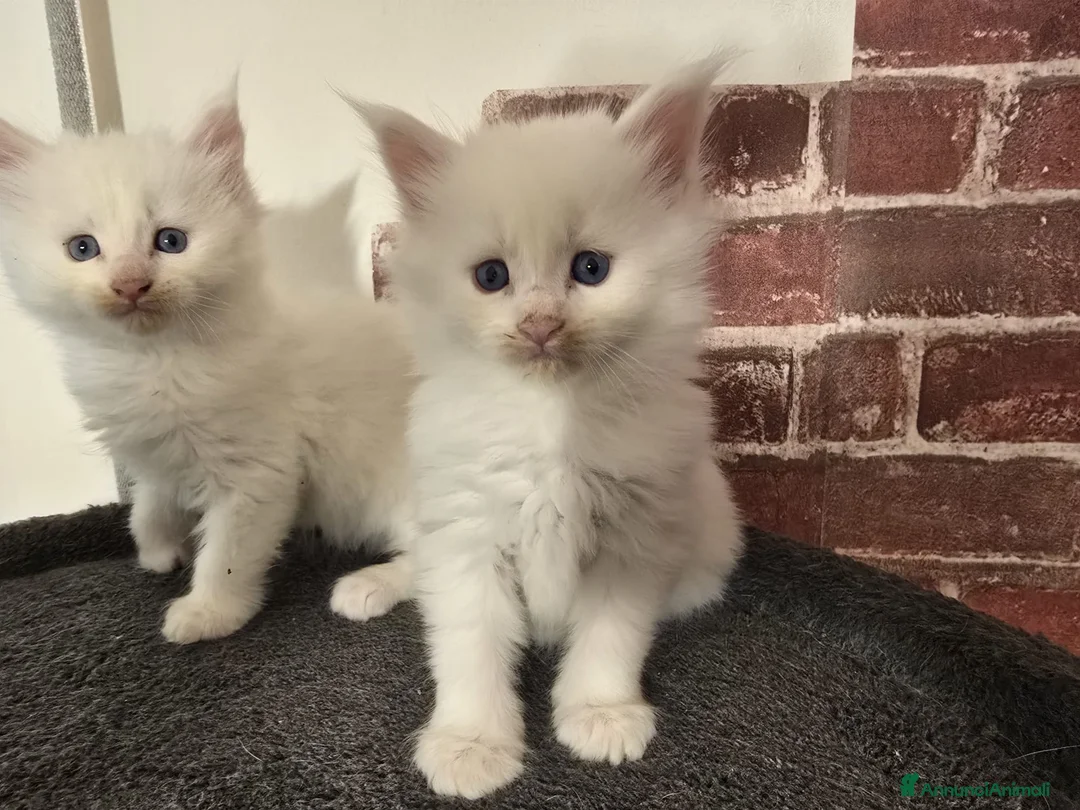 Maine Coon gatti in vendita: Cuccioli Maine Coon linea Russa a Ente di decentramento regionale di Udine - Annuncio 2