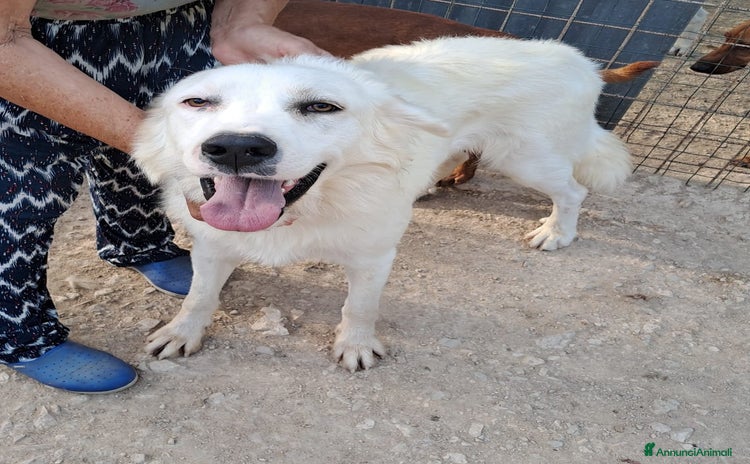 Meticcio cani a Città metropolitana di Roma Capitale - Annuncio 17
