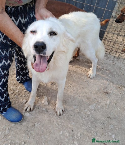 Meticcio cani a Città metropolitana di Roma Capitale - Annuncio 17