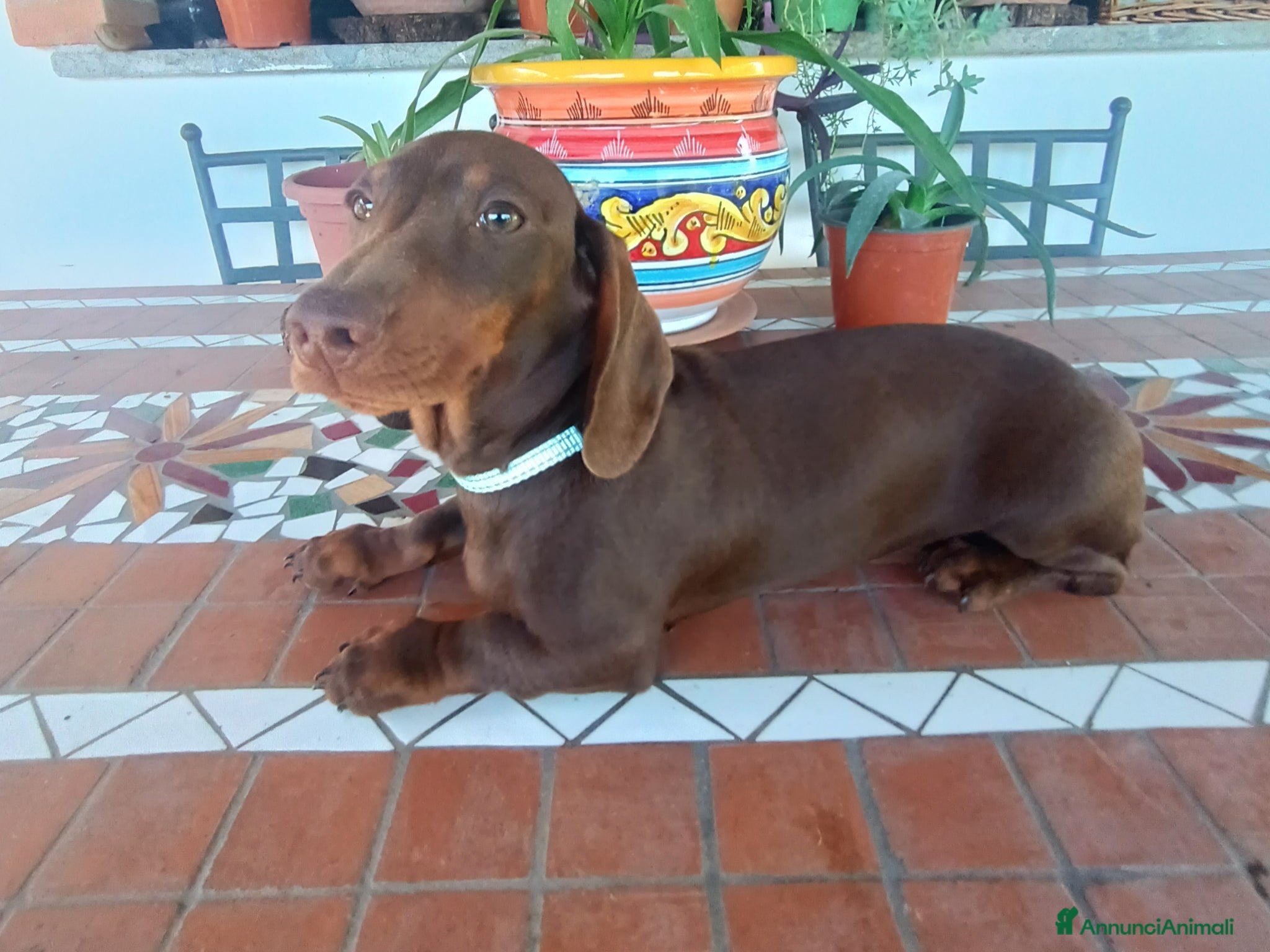 Bassotto cani Bassotto maschio con Pedigree Enci.  - Annuncio 2