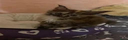 Maine Coon gatti in vendita: Maine Coon splendide femmine  - Annuncio 17