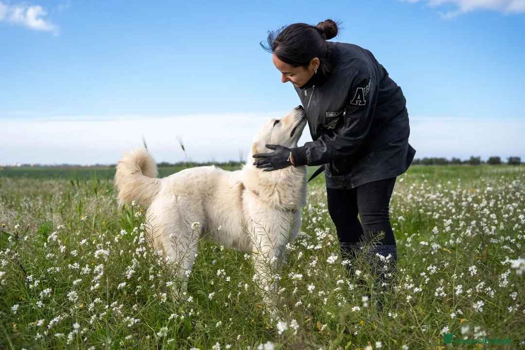 Pastore Maremmano cani in regalo: Peppe - Annuncio 8