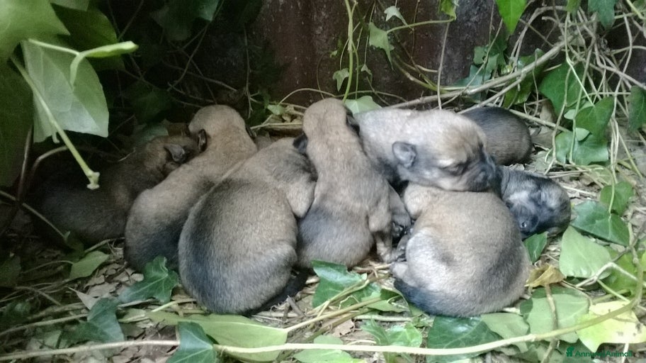 Immagine della galleria {{count}}