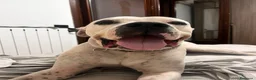 Dogo Argentino cani in regalo: Faustino cerca casa - Annuncio 1