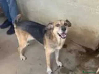 Meticcio cani Nonnina 12anni entrata piccola in CANILE.SALERNO a Città Metropolitana di Milano - Annuncio 10