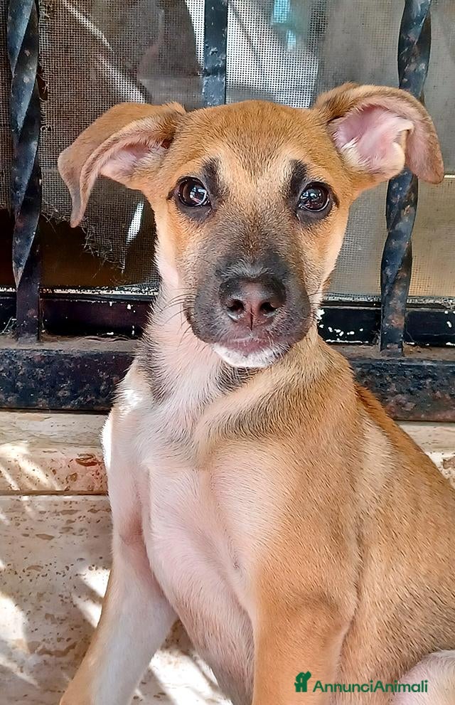 Meticcio cani Ofelia doclissima cucciola in adozione - Annuncio 31
