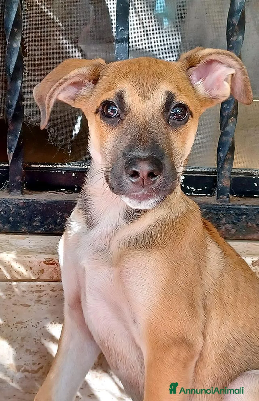 Meticcio cani in regalo: Ofelia doclissima cucciola in adozione a Città Metropolitana di Firenze - Annuncio 1