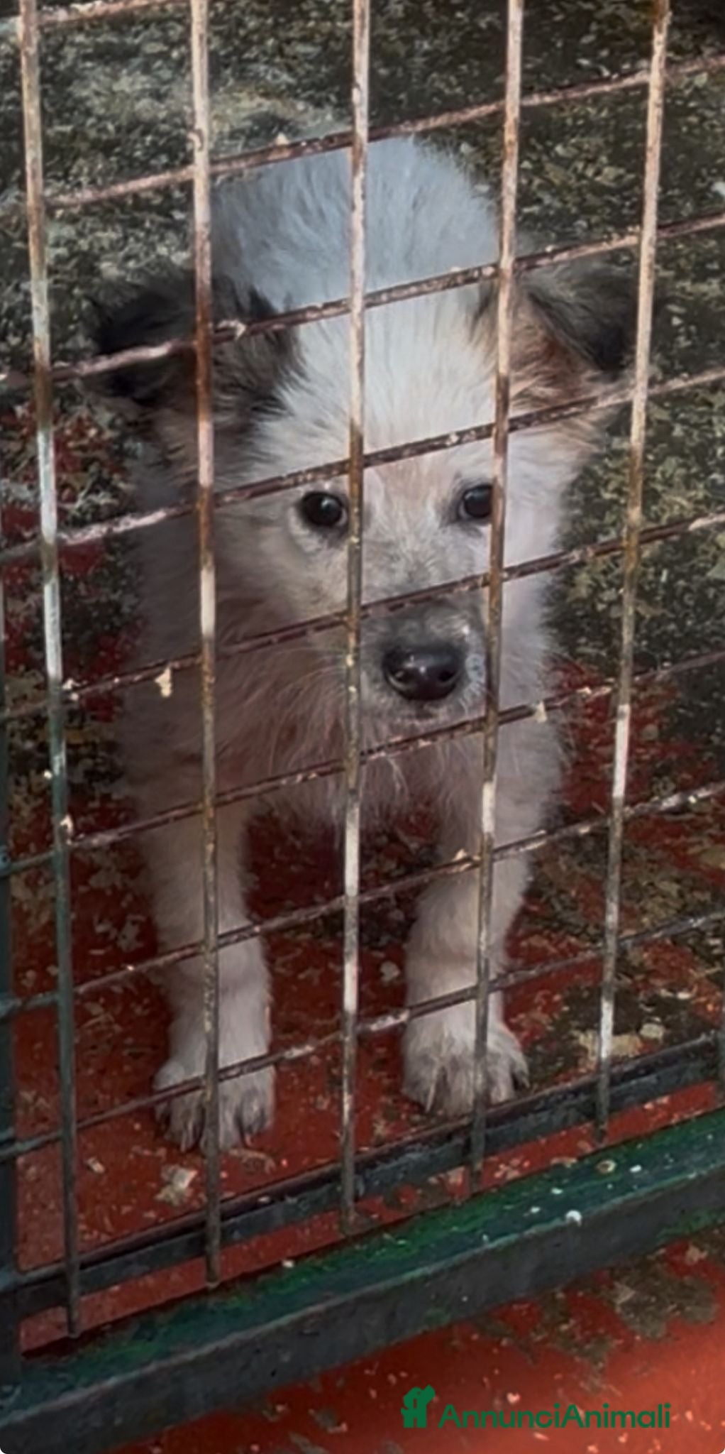 Meticcio cani Yannj cucciolo taglia medio piccola in canile  - Annuncio 30