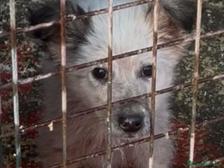 Meticcio cani Yannj cucciolo taglia medio piccola in canile - Annuncio 1