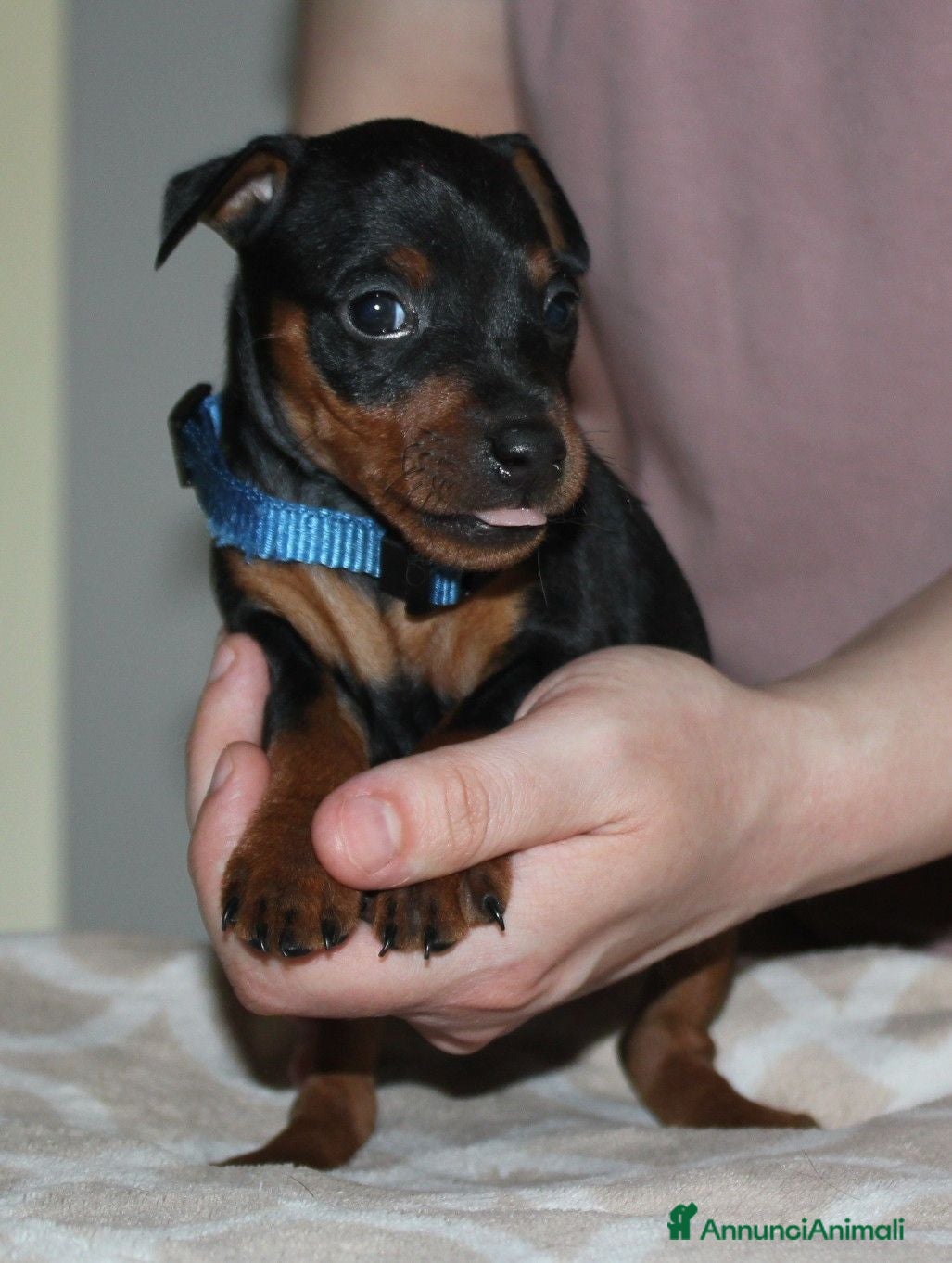 Pinscher Miniatura cani Pinscher nano  - Annuncio 4