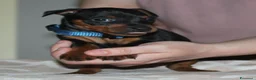 Pinscher Miniatura cani in vendita: Pinscher nano  - Annuncio 1