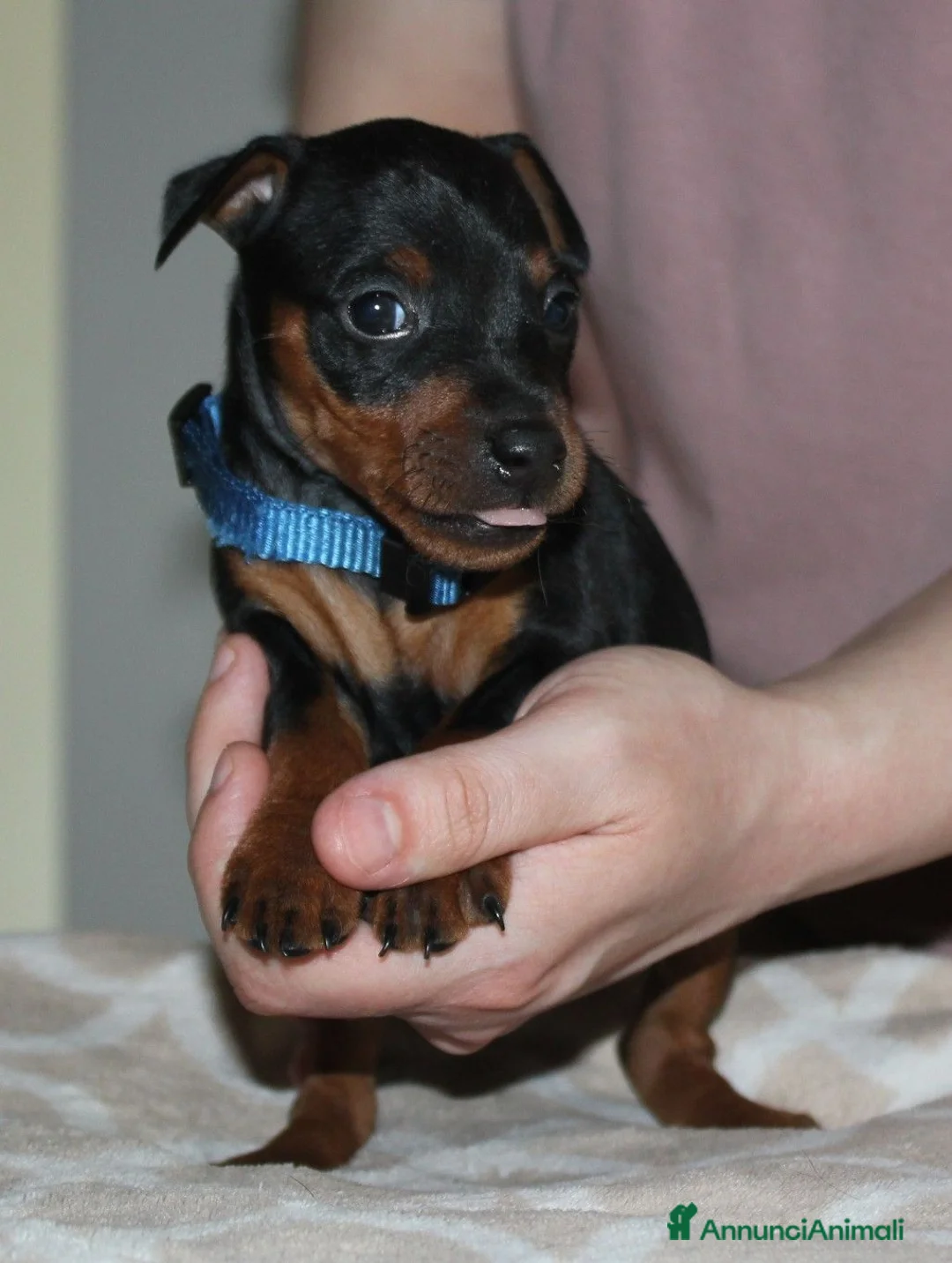 Pinscher Miniatura cani in vendita: Pinscher nano  - Annuncio 1