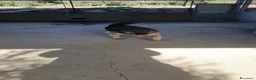 Pastore Tedesco cani in regalo: Furia, pastore tedesco di pura razza in canile - Annuncio 11