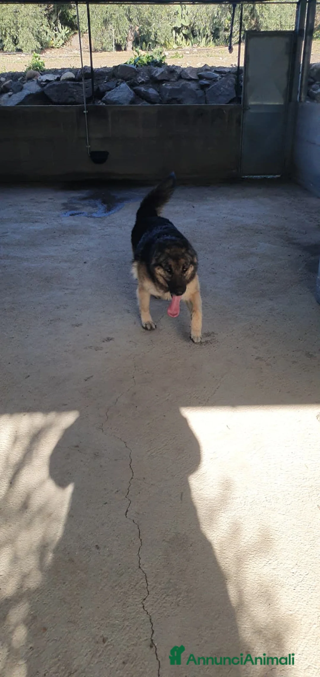 Pastore Tedesco cani in regalo: Furia, pastore tedesco di pura razza in canile - Annuncio 11