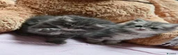 Siberiano gatti in vendita: Cuccioli di gatto siberiano  - Annuncio 2